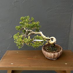 真柏（シンパク）26-01：小品盆栽