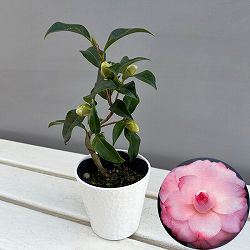 ツバキ（椿）：菱唐糸（ひしからいと）曲がり 3.5号匠鉢入り