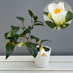 ツバキ（椿）：一休（いっきゅう）曲がり 3.5号匠鉢入り