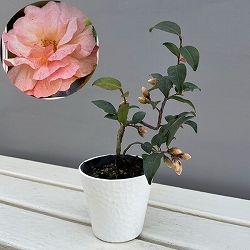 ツバキ（椿）：タイニープリンセス　曲がり 3.5号匠鉢入り