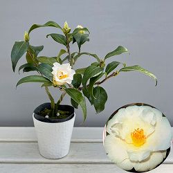 ツバキ（椿）：鶴の毛衣（つるのけごろも）曲がり 3.5号匠鉢入り