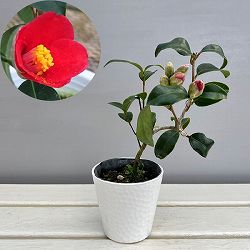 ツバキ（椿）：対馬の娘（つしまのむすめ）曲がり 3.5号匠鉢入り