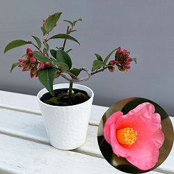 ツバキ（椿）：港の春（みなとのはる）曲がり 3.5号匠鉢入り