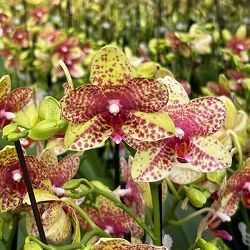 ミディコチョウラン：ぺぺ2本立ち ラント Lサイズ