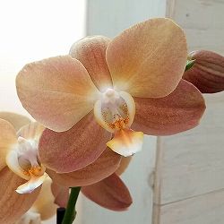 ファレノプシス：モナコ3本立ち6号陶器鉢植え