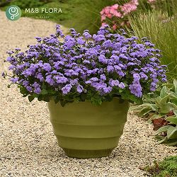 [26年4月下旬予約]アゲラタム：モナークマジック3.5号ポット