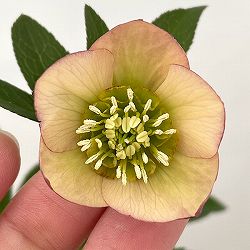 クリスマスローズ：ベーシックダブル26-96／1.5Lポット【現品販売】