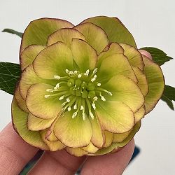 クリスマスローズ：ベーシックダブル26-97／1.5Lポット【現品販売】