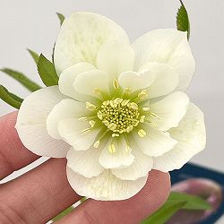 クリスマスローズ：ベーシックダブル26-99／1.5Lポット【現品販売】