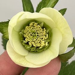 クリスマスローズ：ベーシックダブル26-100／1.5Lポット【現品販売】