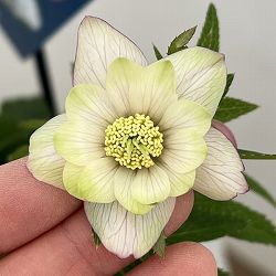 クリスマスローズ：ベーシックダブル26-101／1.5Lポット【現品販売】