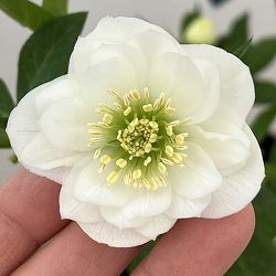 クリスマスローズ：ベーシックダブル26-102／1.5Lポット【現品販売】