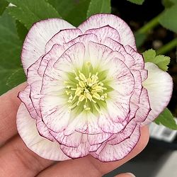 クリスマスローズ：ベーシックダブル26-103／1.5Lポット【現品販売】