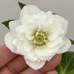 クリスマスローズ：ベーシックダブル26-105／1.5Lポット【現品販売】