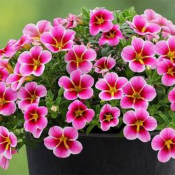 [26年4月下旬予約]カリブラコア：レイヴ　ピンクバルバドス3.5号ポット