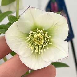 クリスマスローズ：ベーシックシングル26-30／1.5Lポット【現品販売】