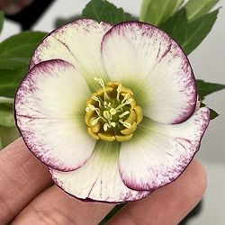 クリスマスローズ：セレクトシングル26-29　H.viridis hybrid／1.5Lポット【現品販売】