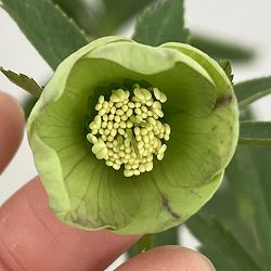 クリスマスローズ：セレクトシングル26-31／1.5Lポット【現品販売】