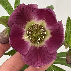 クリスマスローズ：セレクトシングル26-32／1.5Lポット【現品販売】