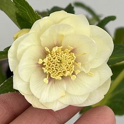 クリスマスローズ：セレクトダブル26-95／1.5Lポット【現品販売】