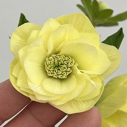 クリスマスローズ：セレクトダブル26-96／1.5Lポット【現品販売】