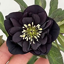 クリスマスローズ：セレクトダブル26-97／1.5Lポット【現品販売】