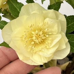 クリスマスローズ：セレクトダブル26-99／1.5Lポット【現品販売】