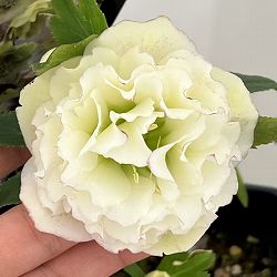 クリスマスローズ：セレクトダブル26-100／1.5Lポット【現品販売】