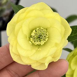 クリスマスローズ：セレクトダブル26-101／1.5Lポット【現品販売】