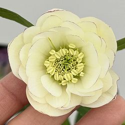 クリスマスローズ：セレクトダブル26-103／1.5Lポット【現品販売】