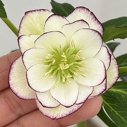 クリスマスローズ：セレクトダブル26-104／1.5Lポット【現品販売】