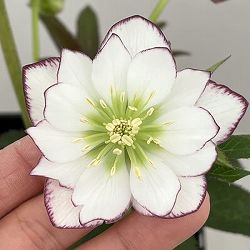 クリスマスローズ：セレクトダブル26-105／1.5Lポット【現品販売】