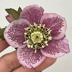 クリスマスローズ：セレクトセミダブル26-45／1.5Lポット【現品販売】