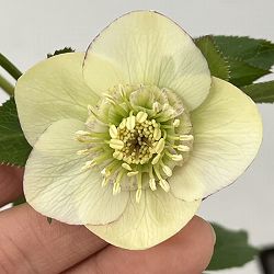 クリスマスローズ：セレクトセミダブル26-46／1.5Lポット【現品販売】