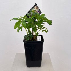 （わけあり特価）クリスマスローズ：セレクトセミダブル26-47／1.5Lポット【現品販売】