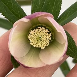 クリスマスローズ：スウィングシングル26-08／1.5Lポット【現品販売】