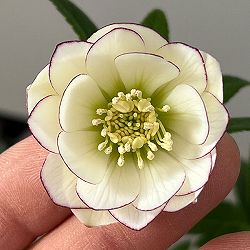 クリスマスローズ：スウィングダブル26-25／1.5Lポット【現品販売】