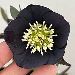 クリスマスローズ：セレクトシングル26-33／1.5Lポット【現品販売】