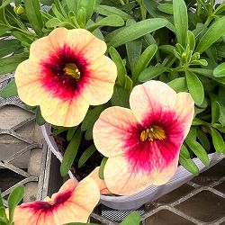 カリブラコア：ネオ　マンゴーラッシー3.5号ポット