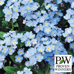 ミオソティス：ミオマルク4号ポット 12株セット