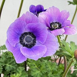 アネモネ：ミストラル アジュール（パープル系）3-3.5号ポット 6株セット