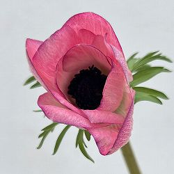 アネモネ：ミストラル　エッジローザ3-3.5号ポット 6株セット