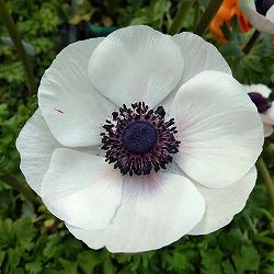 アネモネ：ミストラル ビアンコセントロネロ（ホワイトブラックセンター）3-3.5号ポット 3株セット