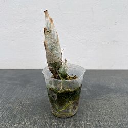 タケノコラン：フレッドクラーケアラ アフターダーク SVO ブラックパール2.5号ポット