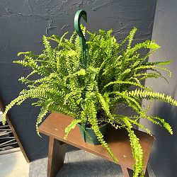 ネフロレピス：ダッフィー　5号吊り鉢植え