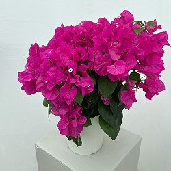 ブーゲンビレア：ベラ（濃桃色）5号鉢植え