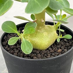 オトンナ：トリプリネルビア　3号鉢植え*