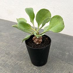 園芸ネット本店｜オトンナ の商品一覧【公式】