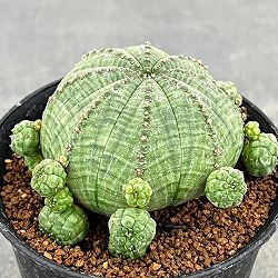 ユーフォルビア：子吹きシンメトリカ　3号鉢植え