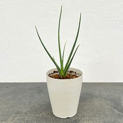 ドラセナ：セルラータ　4号鉢植え（26-01）